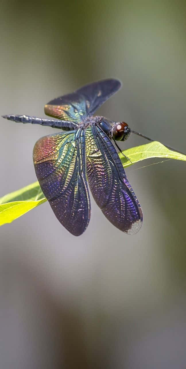 blue dragonfly, iridescent purple and green wings, bright green leaf, HD Phone Wallpaper