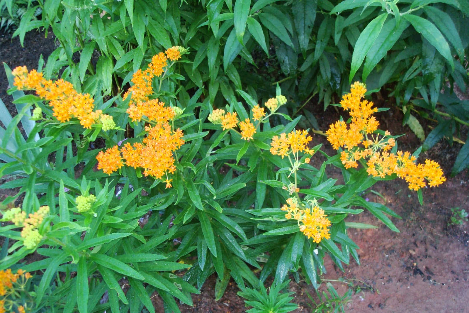Butterfly Weed, orange milkweed flowers, lush green foliage, HD Desktop Wallpaper
