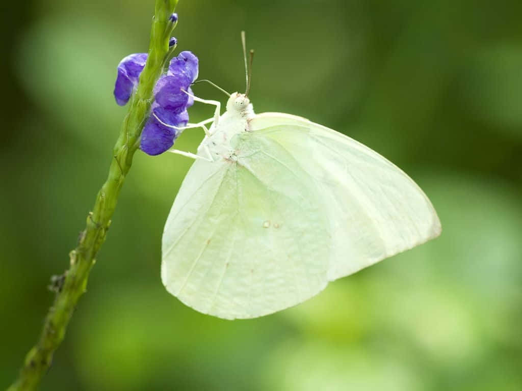 white butterfly, vibrant purple flower, soft green blurred background, SD Desktop Wallpaper