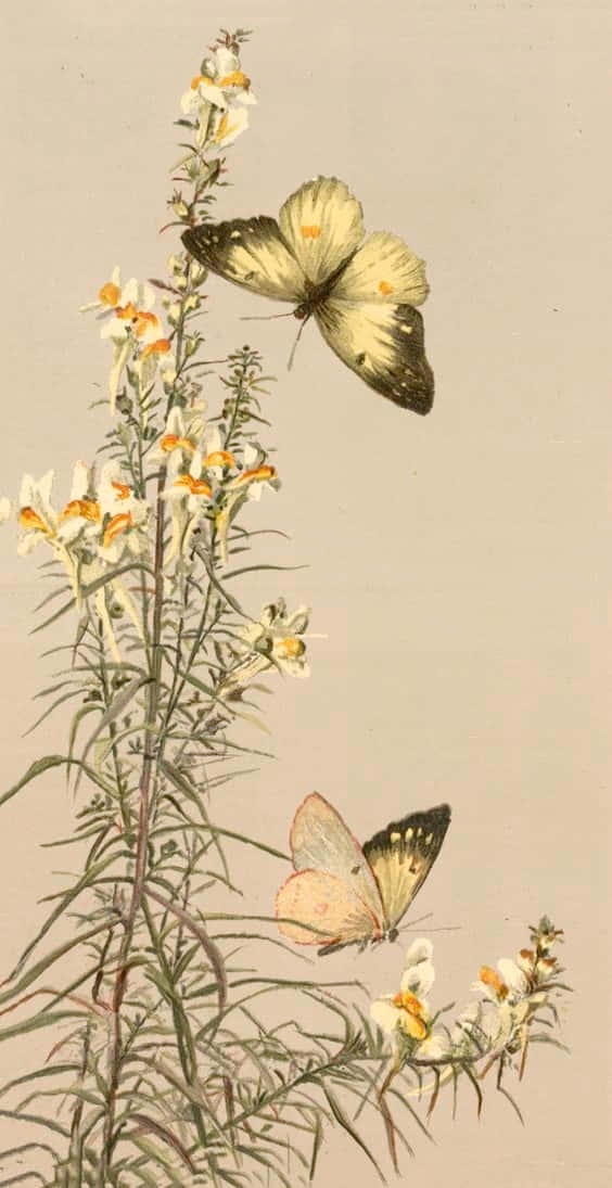 yellow butterflies, black wings, white flowers, SD Phone Wallpaper