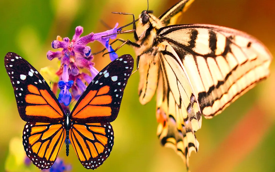 Butterfly Species
