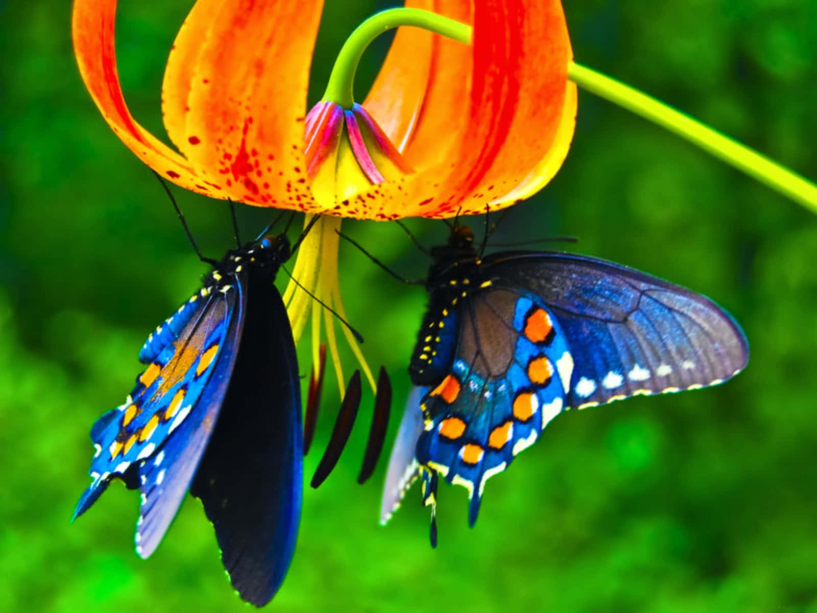 butterfly species, vibrant blue butterflies, orange spots, HD Desktop Wallpaper