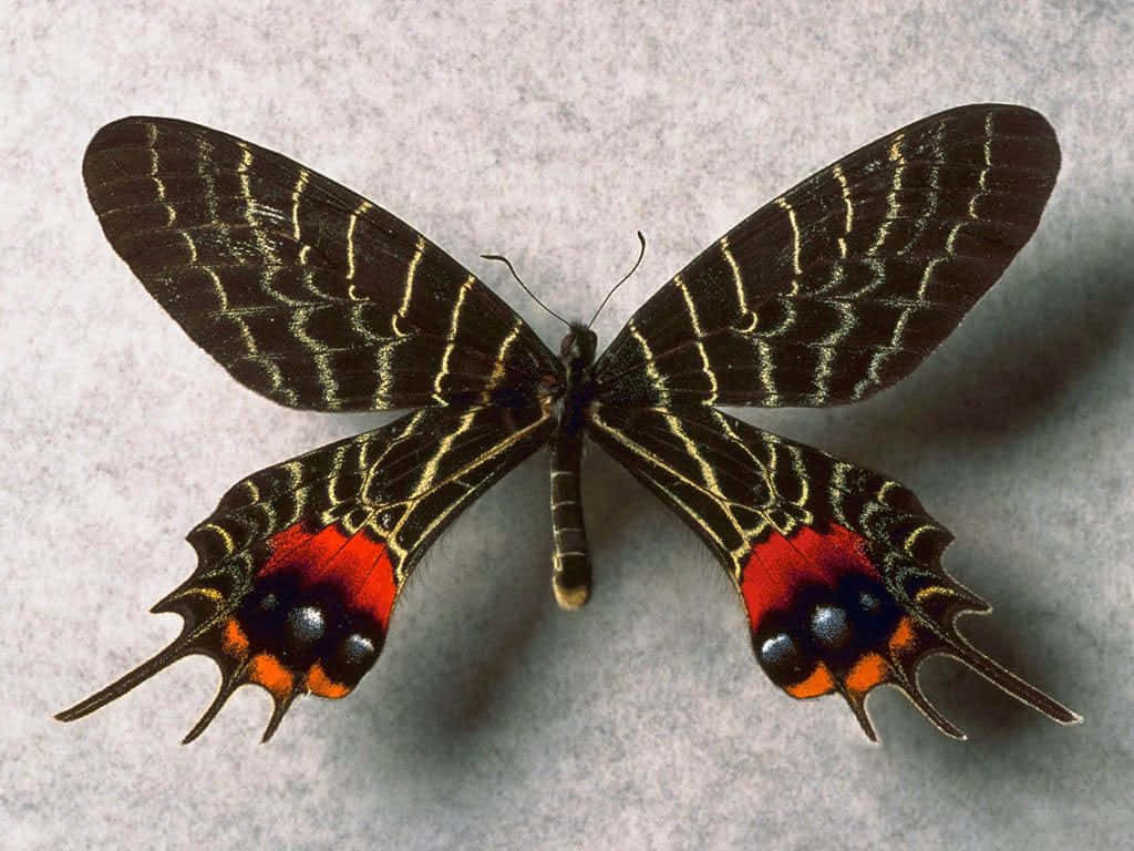 butterfly species, black butterfly, gold veining, SD Desktop Wallpaper