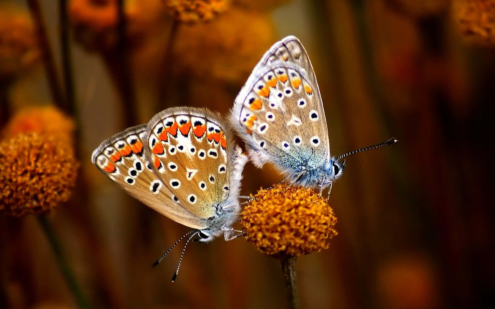 butterfly species, orange black and white spotted wings, fuzzy orange flower head, Full HD Desktop Wallpaper