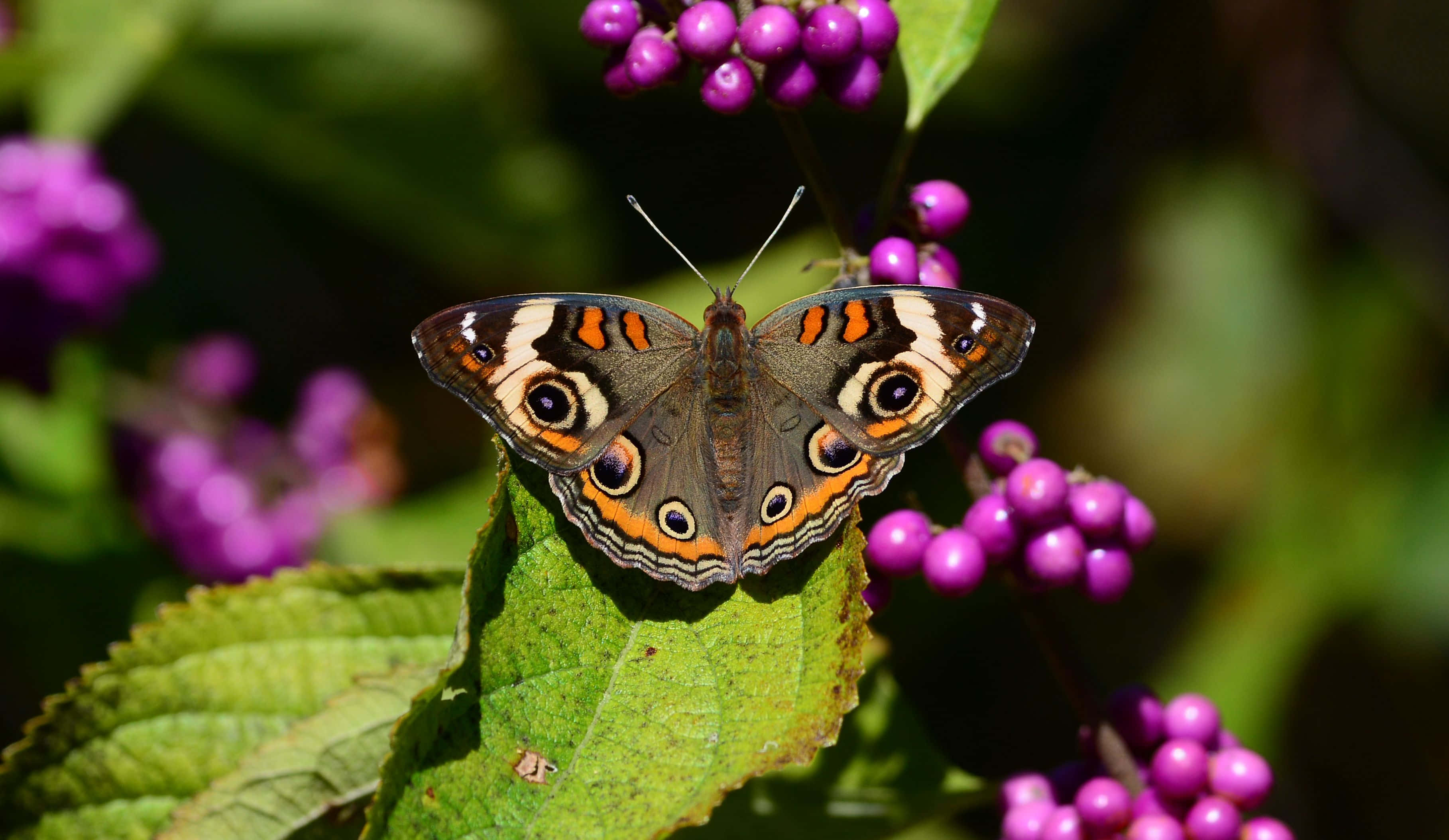 butterfly species, orange and brown wings, green leaf, 2K Desktop Wallpaper
