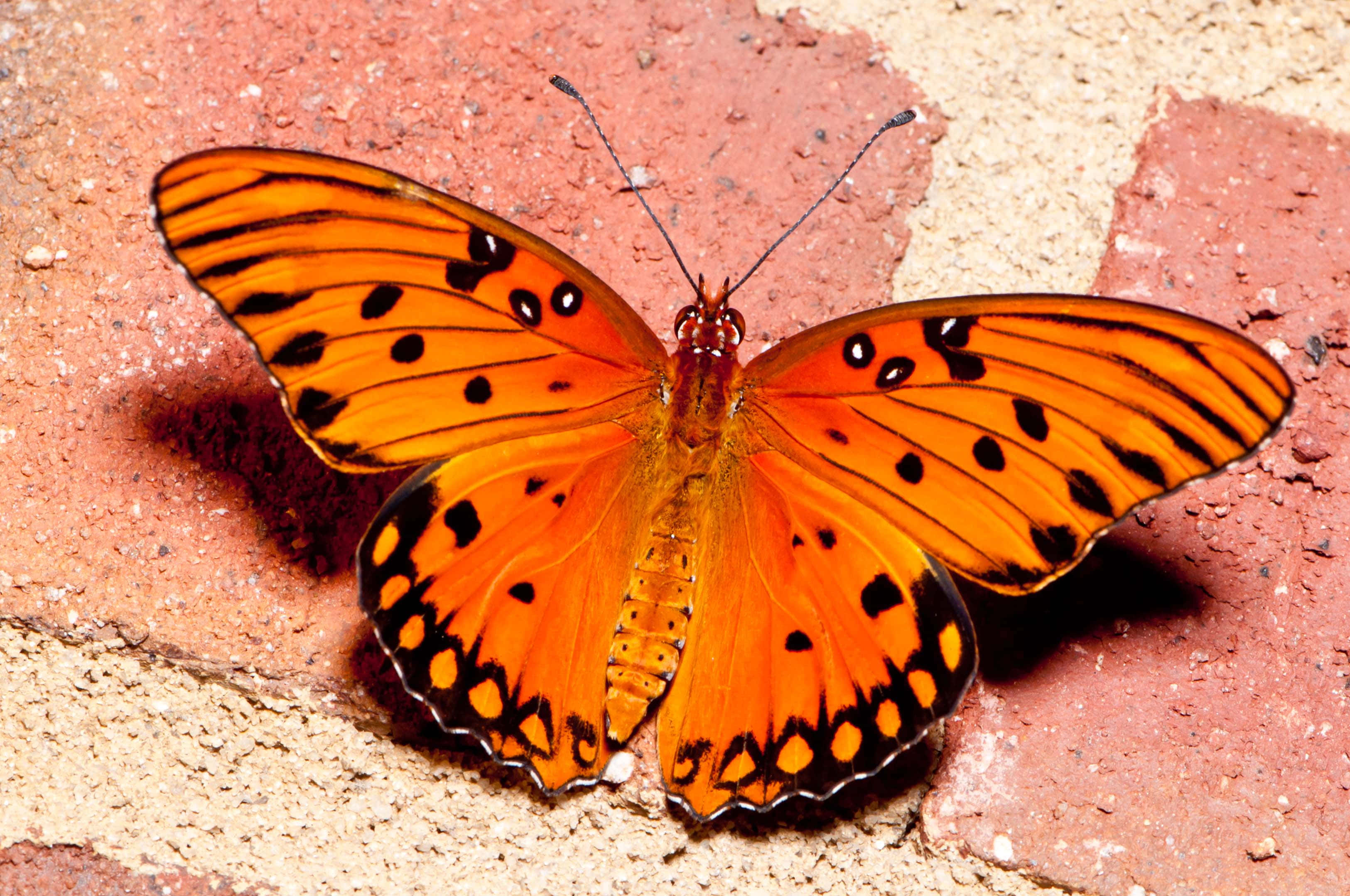 butterfly species, orange butterfly, black spots, 2K Desktop Wallpaper