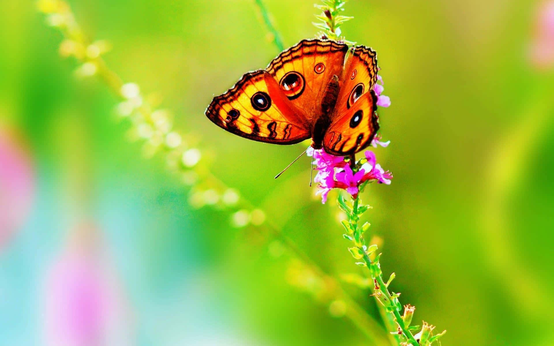 butterfly species, vibrant orange butterfly, eye spots, Full HD Desktop Wallpaper