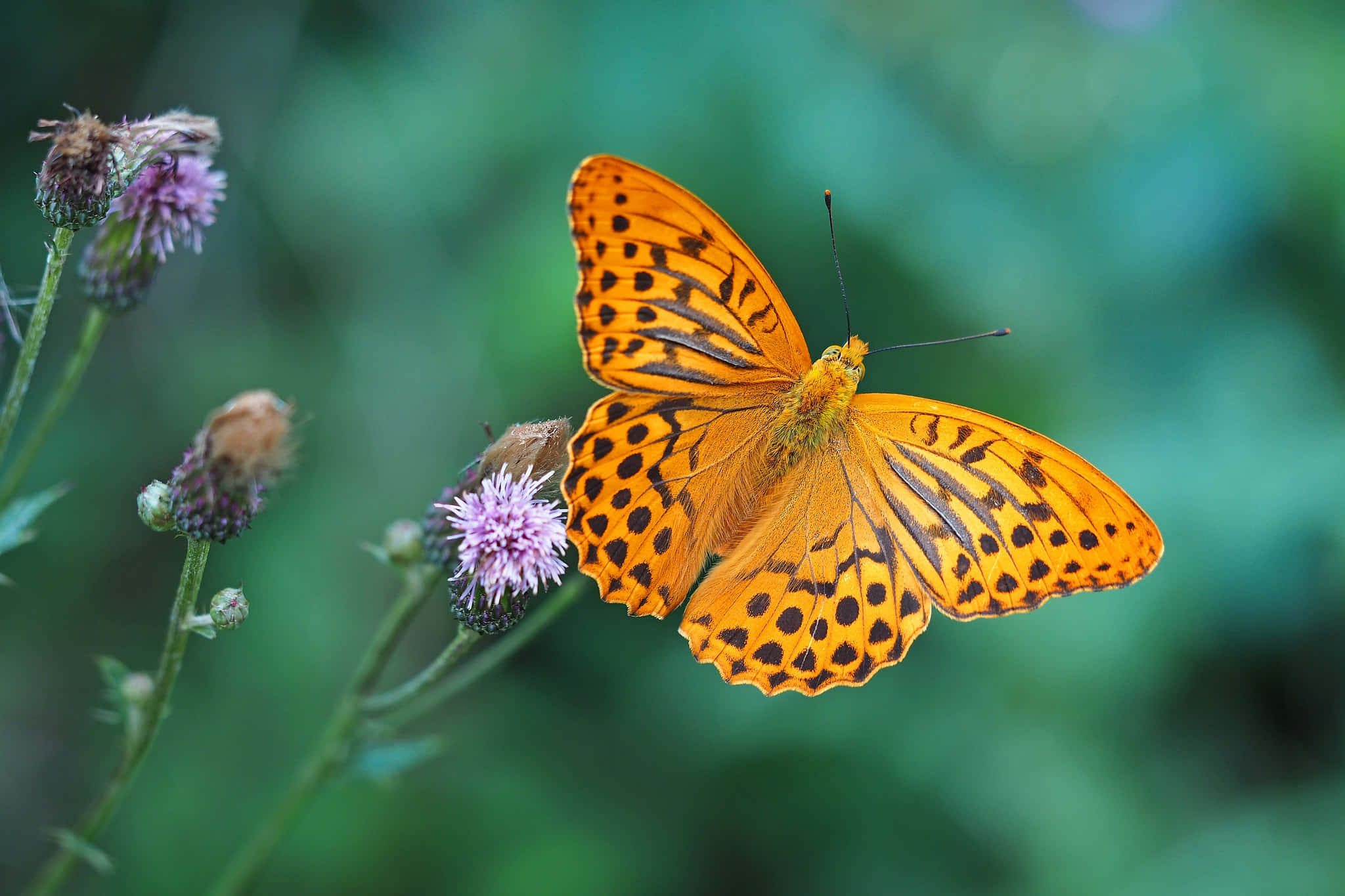 butterfly species, orange butterfly, black spots, Full HD Desktop Wallpaper