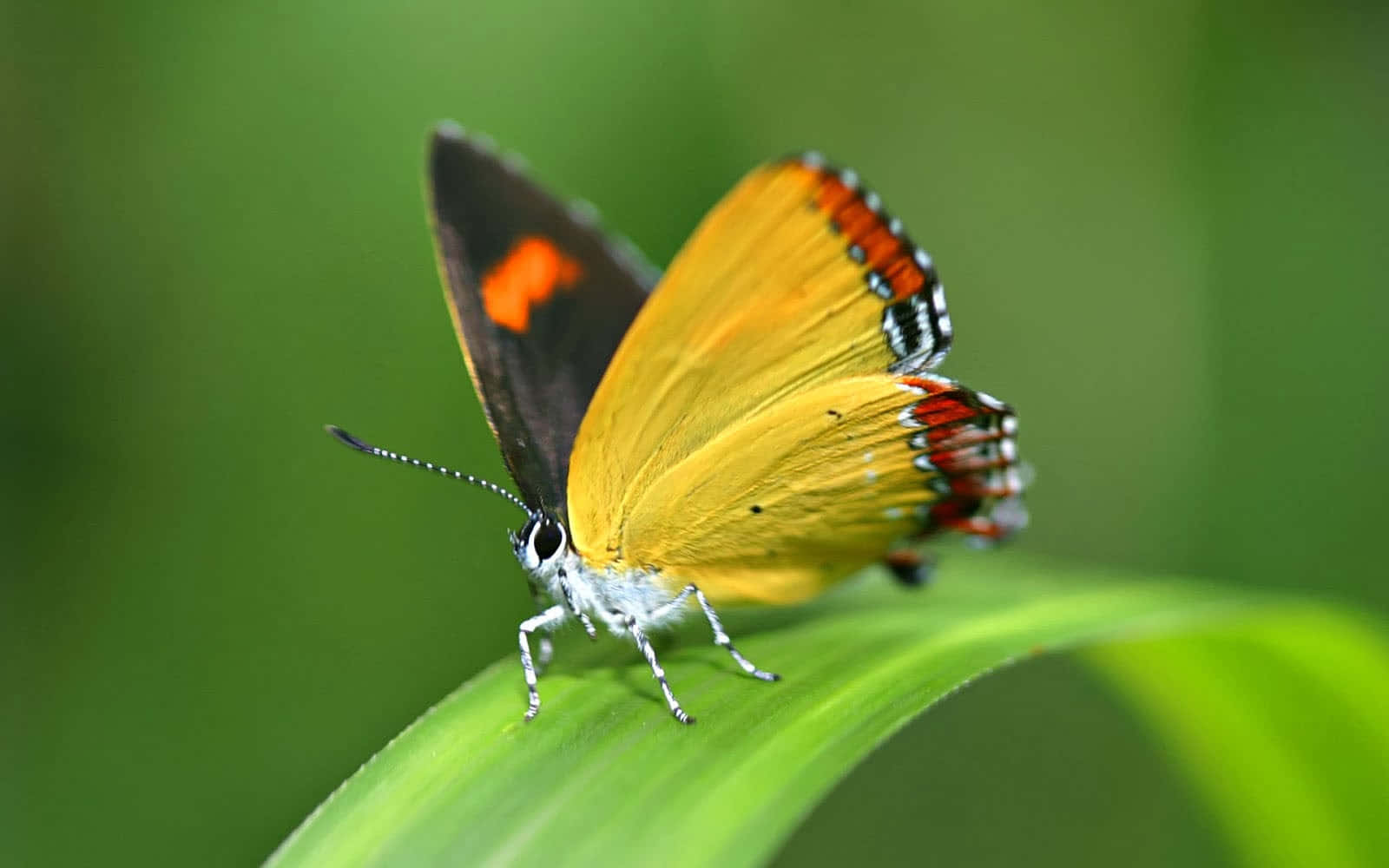 butterfly species, vibrant yellow, orange and black markings, HD Desktop Wallpaper