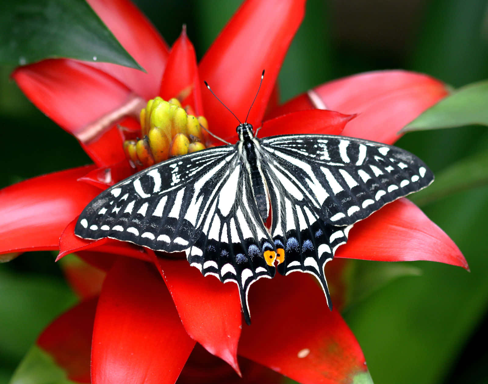 butterfly species, black and white butterfly, orange spots, HD Desktop Wallpaper