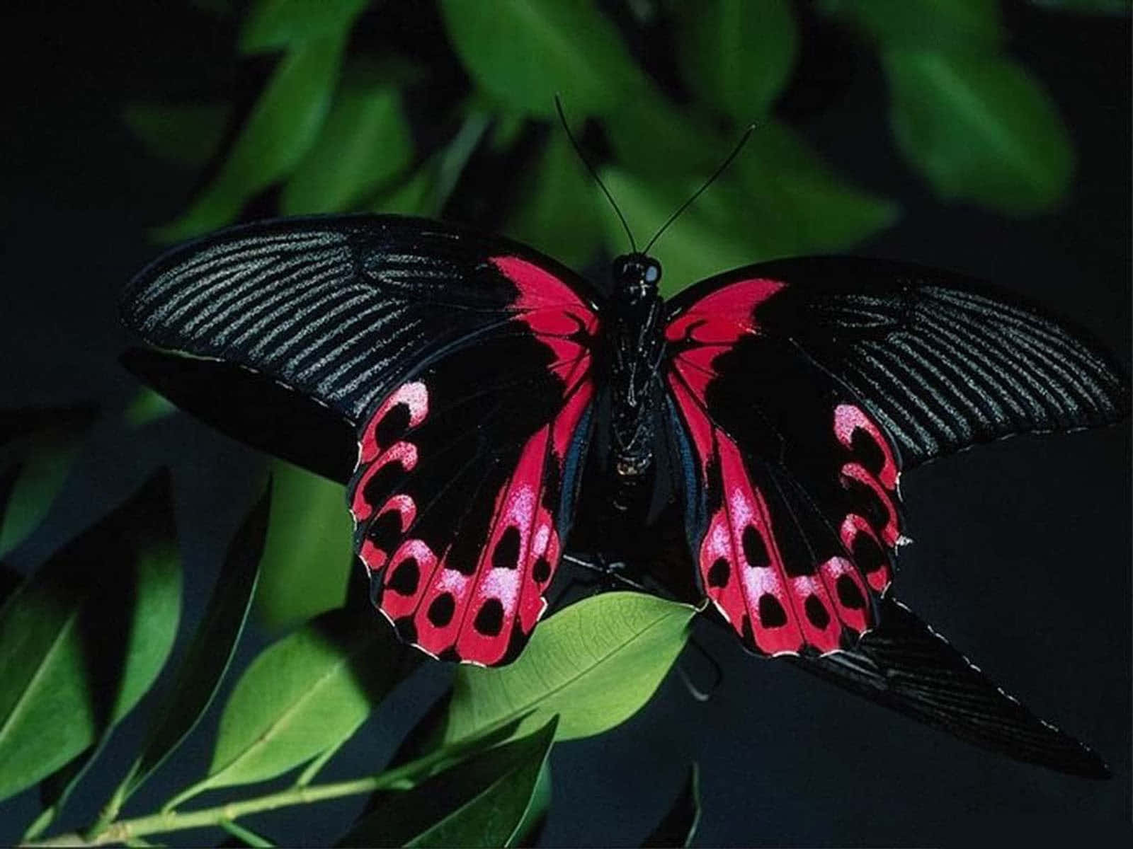 butterfly species, black and vibrant pink, lush green leaf, HD Desktop Wallpaper