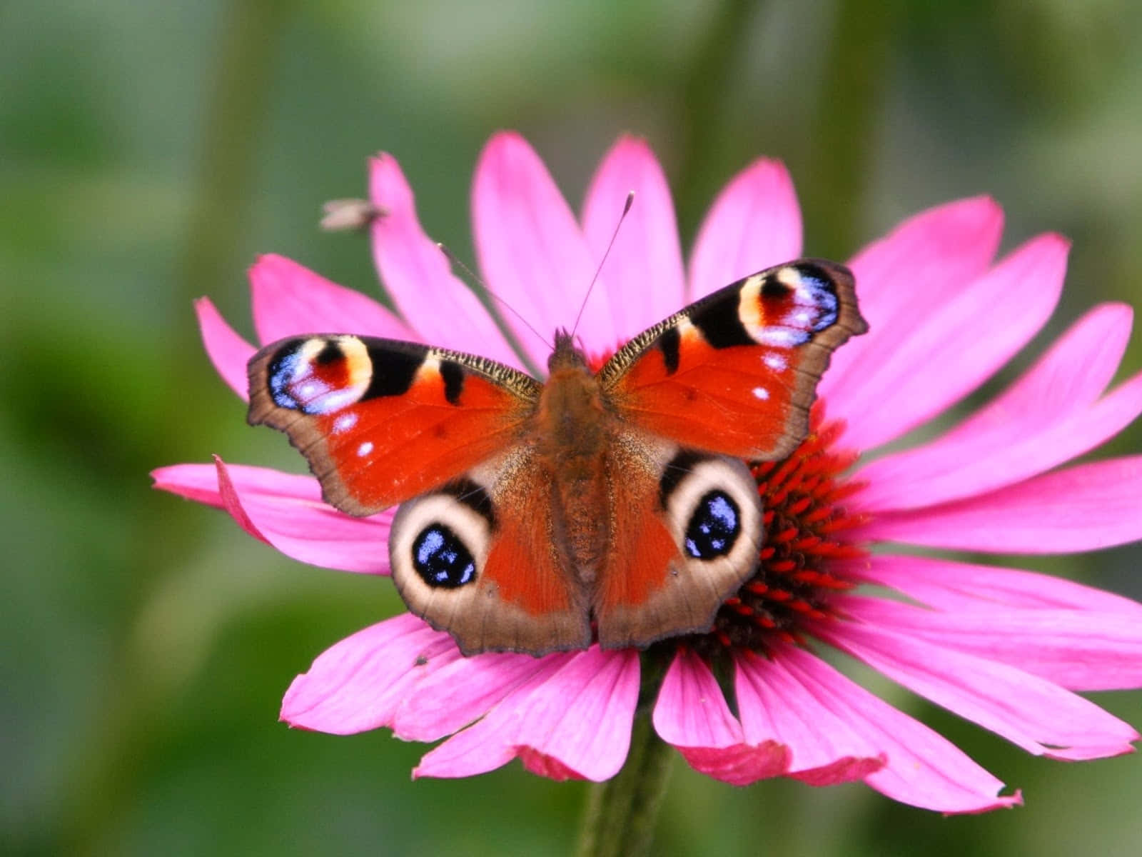 peacock butterfly, vibrant orange blue and black eyespots, bright pink coneflower, HD Desktop Wallpaper