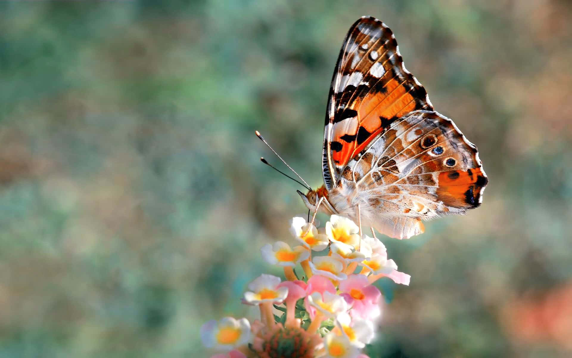 butterfly species, orange and black butterfly, pink and white flowers, Full HD Desktop Wallpaper