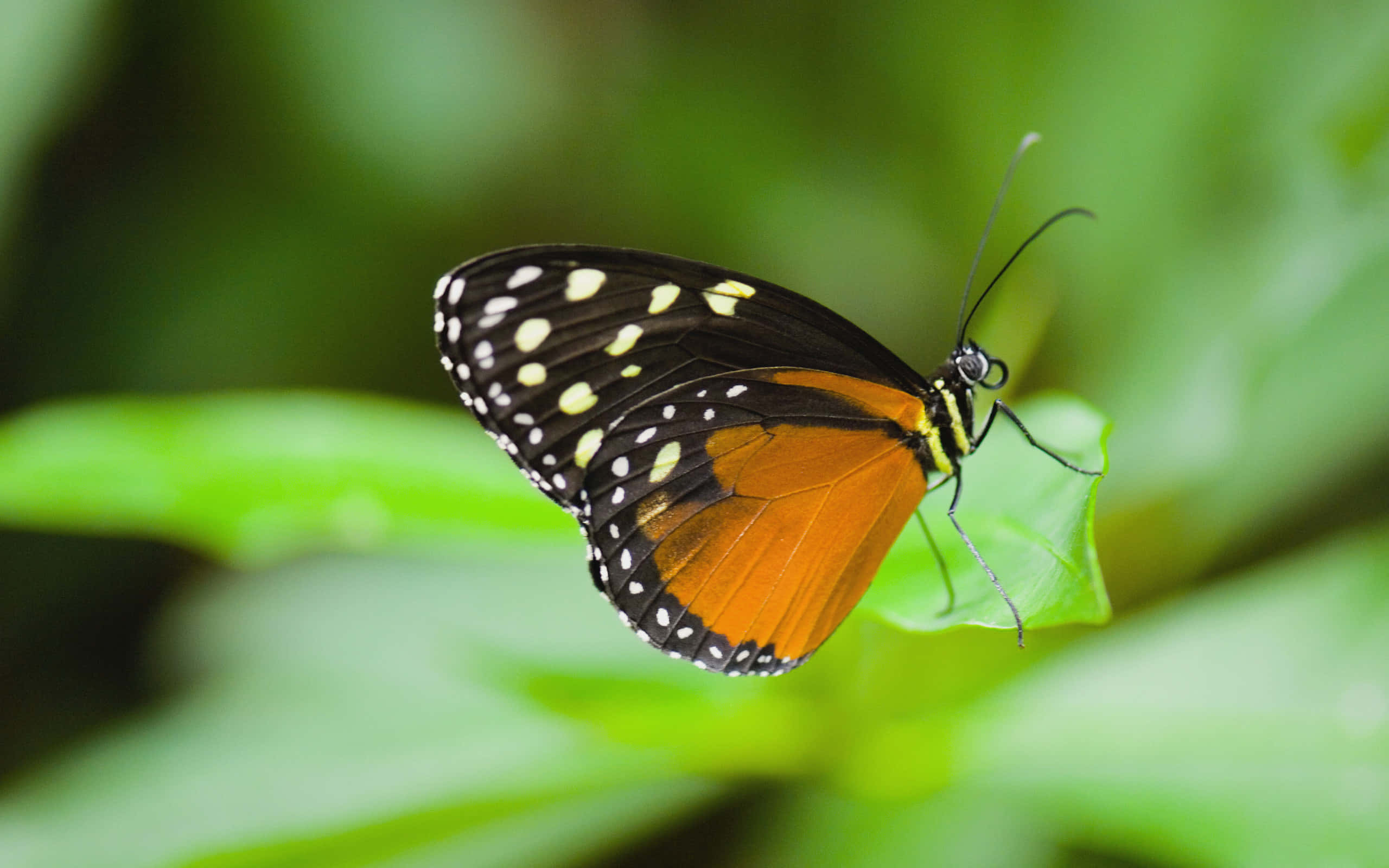 butterfly species, orange and black butterfly, white spots, 2K Desktop Wallpaper