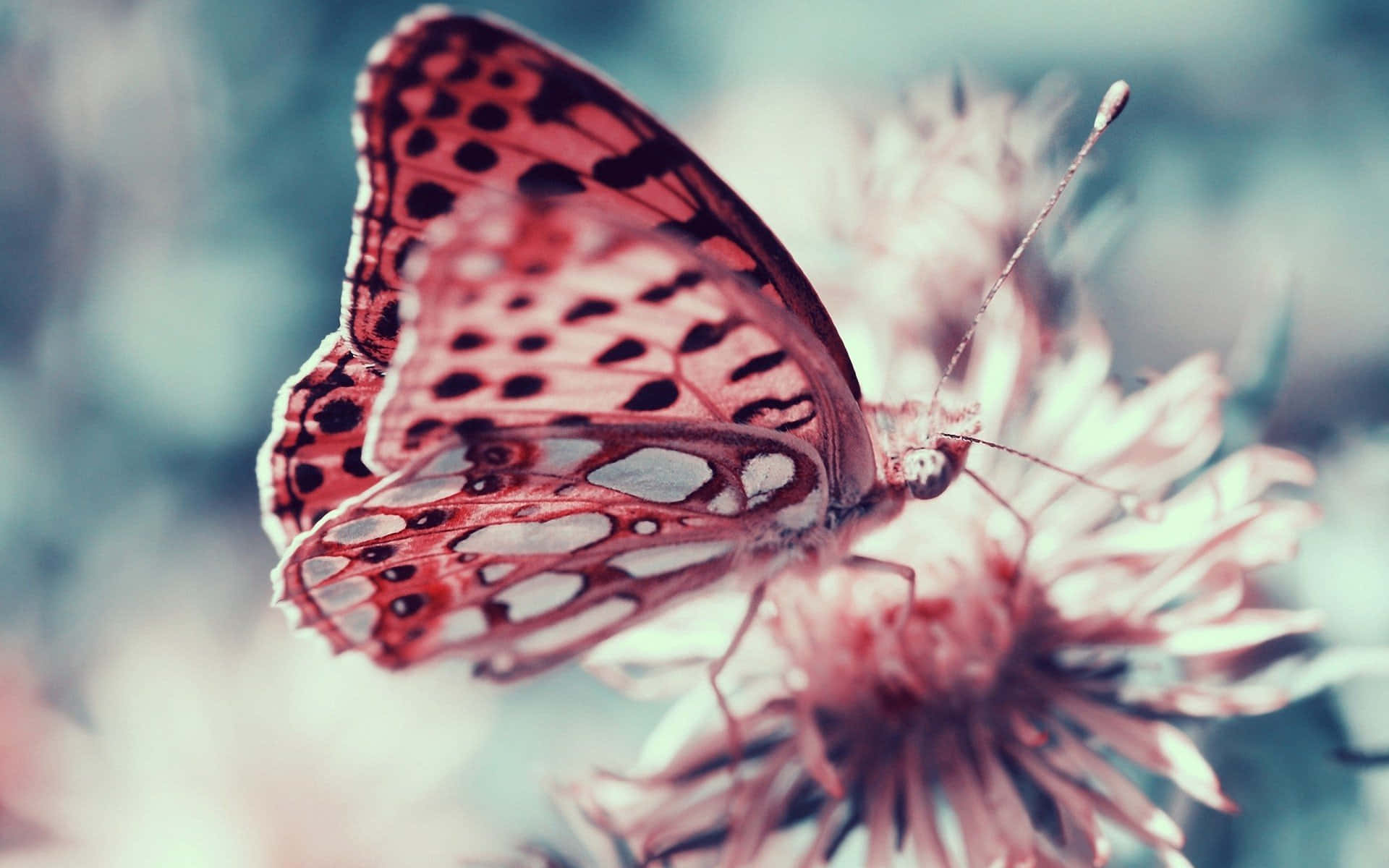 butterfly species, red and black spotted butterfly, soft pink flower, Full HD Desktop Wallpaper