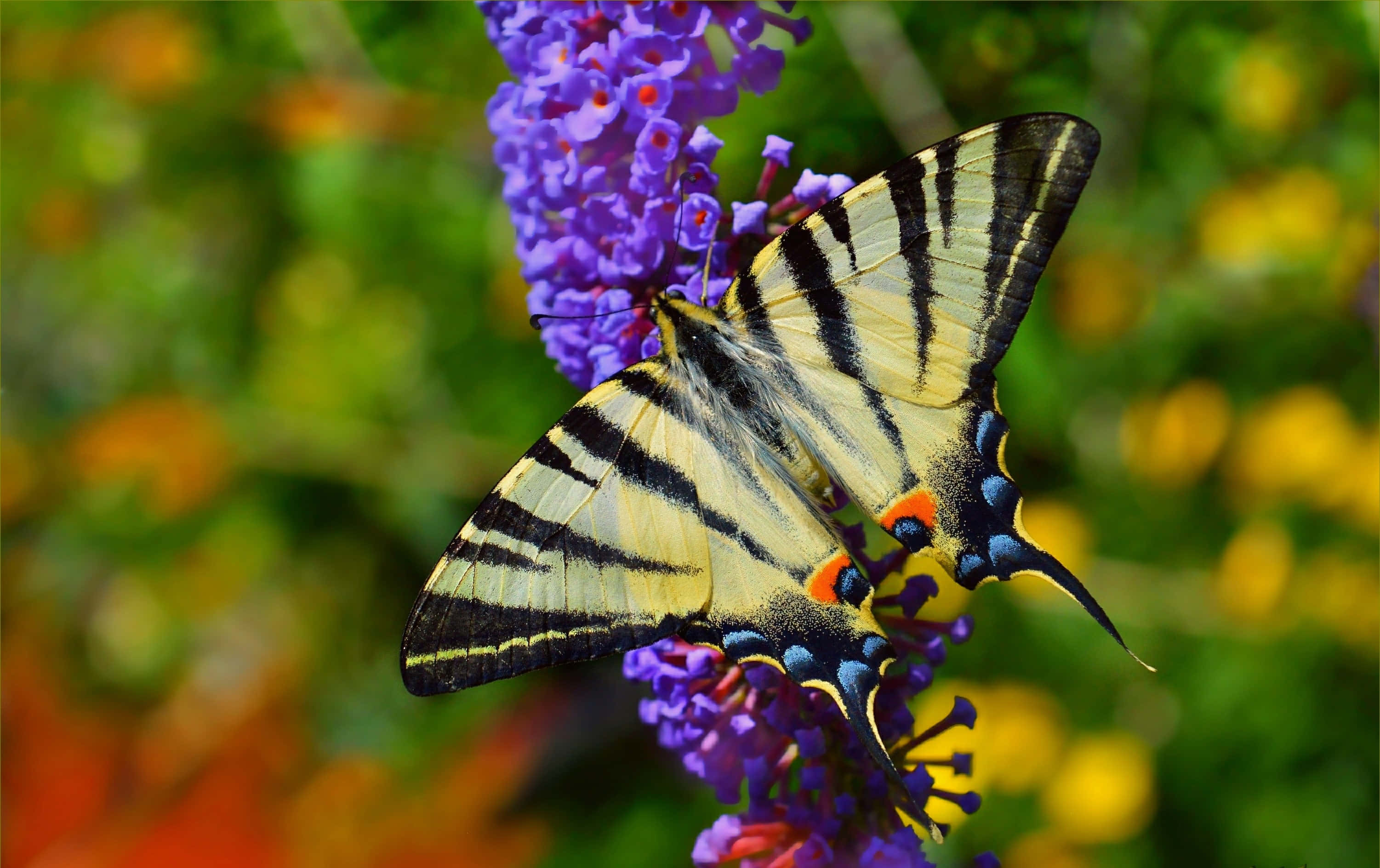 Butterfly Species 3002, yellow black striped butterfly, vivid purple flowers, 2K Desktop Wallpaper