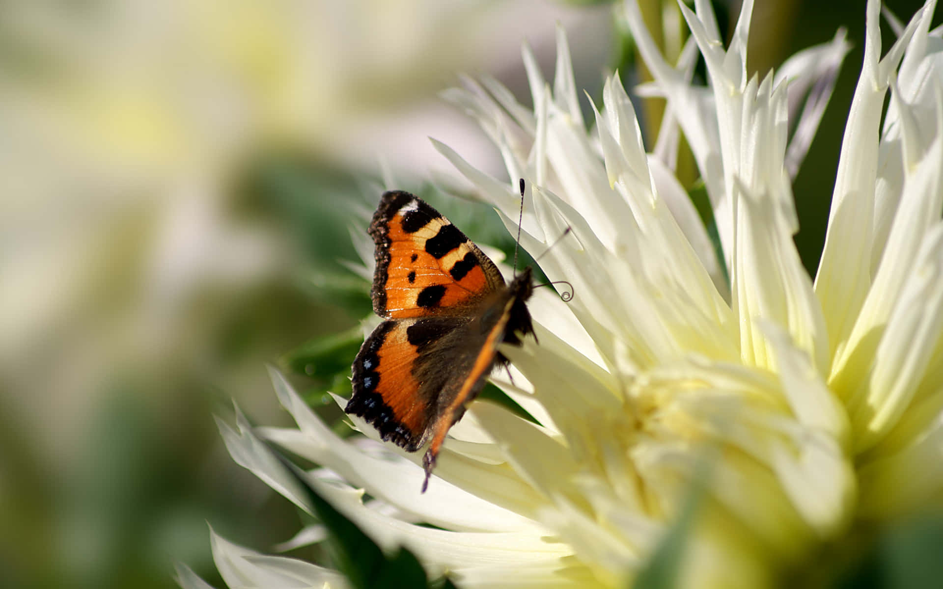tortoiseshell butterfly, orange black and white wings, spiky white flower, Full HD Desktop Wallpaper