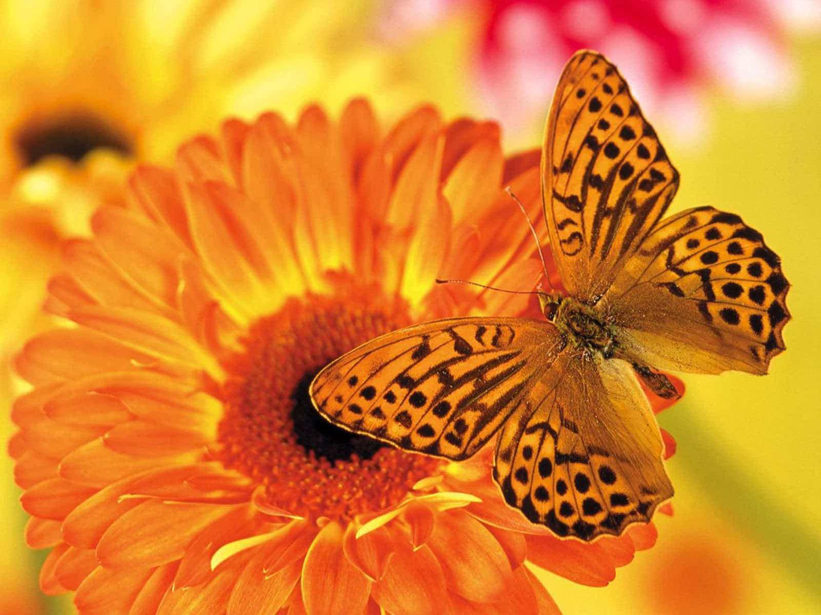 butterfly species, orange butterfly, black spots, HD Desktop Wallpaper