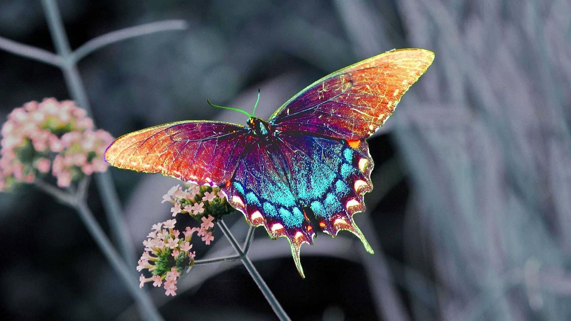 butterfly species, purple blue, orange, Full HD Desktop Wallpaper