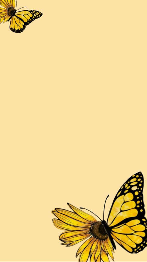 yellow monarch butterflies, black veins, sunflowers, SD Phone Wallpaper