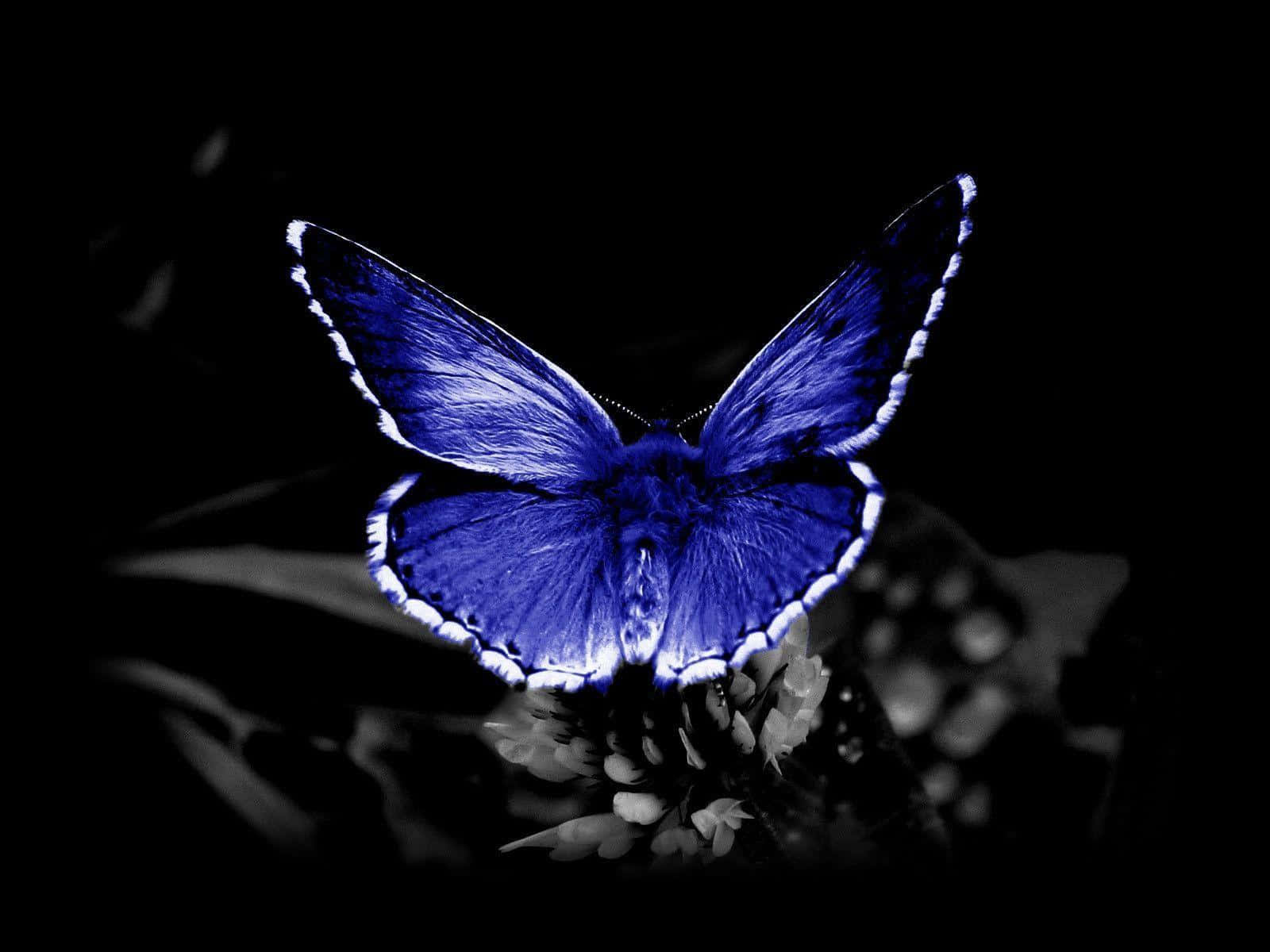electric blue butterfly, white-edged wings, flower, HD Desktop Wallpaper