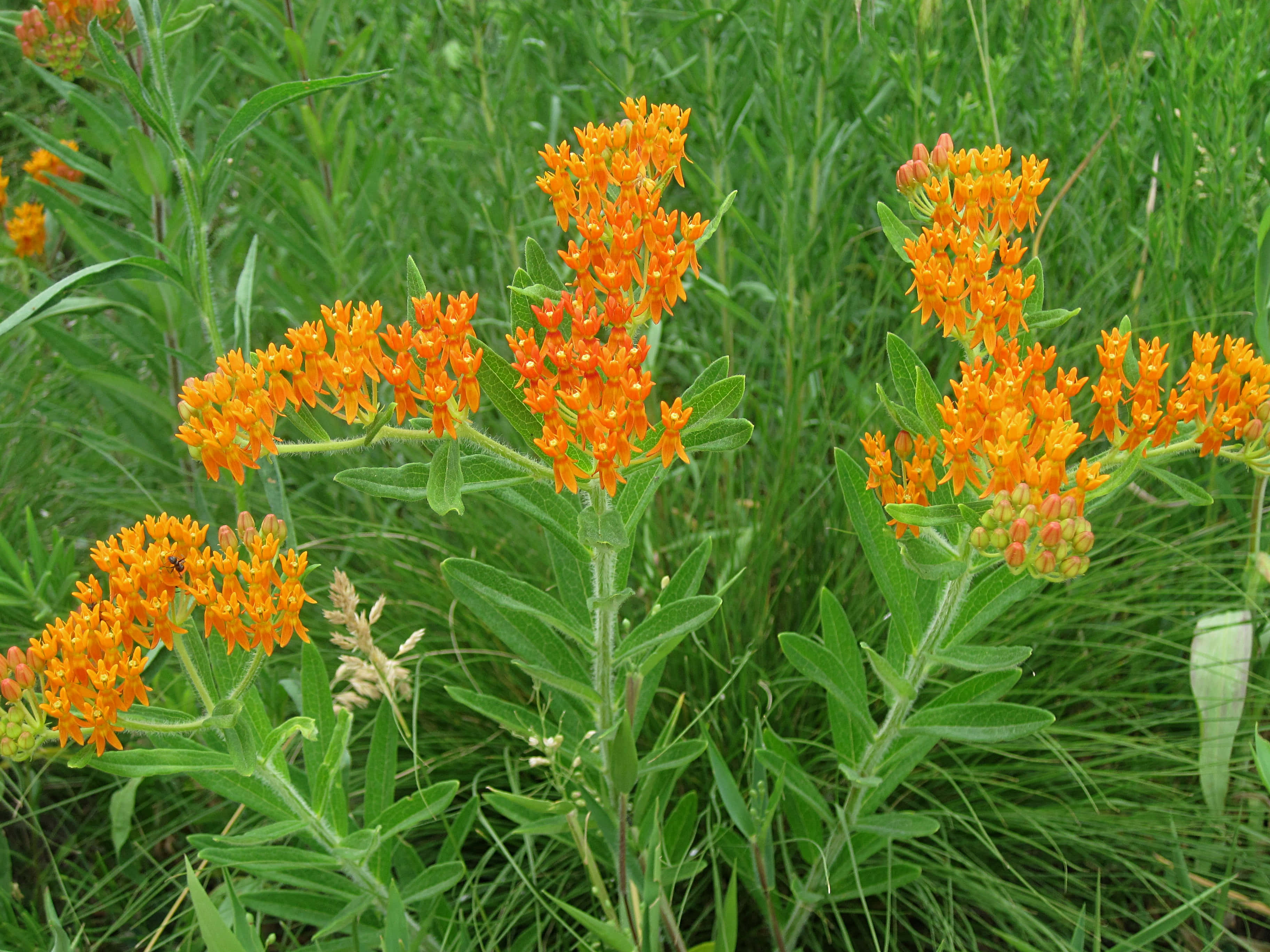 Butterfly Weed, orange milkweed flowers, lush green grass, 2K Desktop Wallpaper