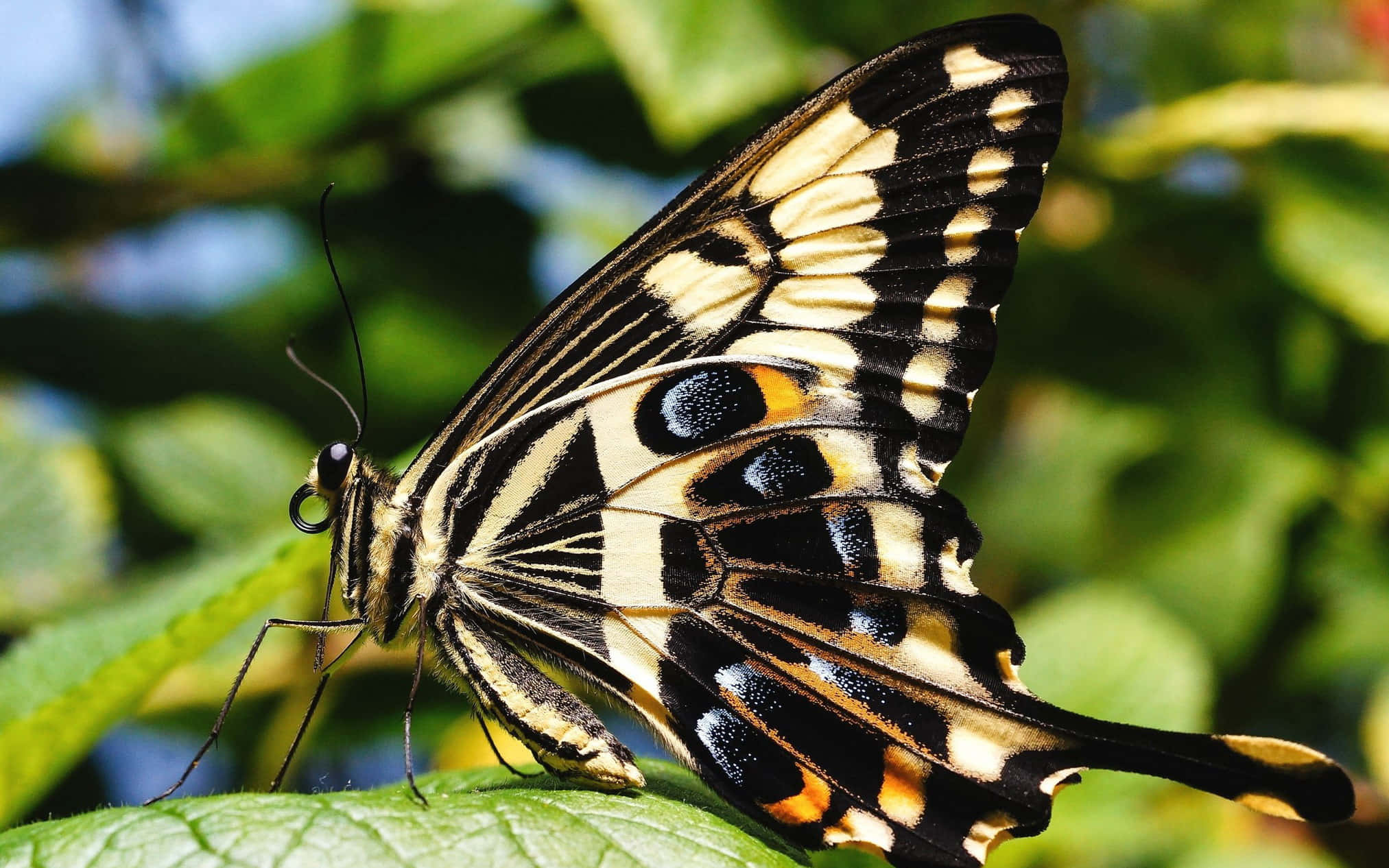 butterfly species 2025, black yellow and orange butterfly, vibrant green leaf, Full HD Desktop Wallpaper