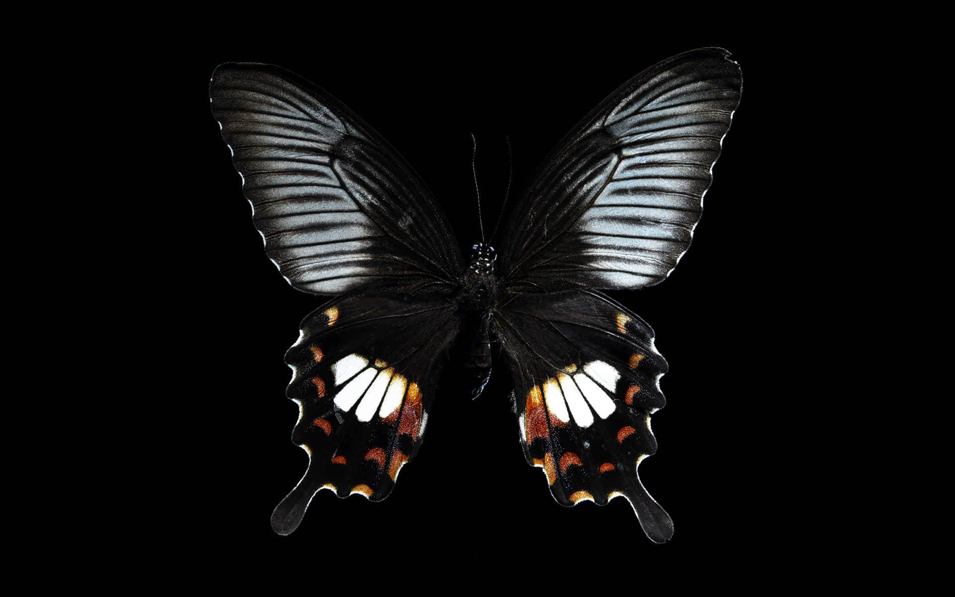 butterfly species, black butterfly, white and orange markings, Full HD Desktop Wallpaper