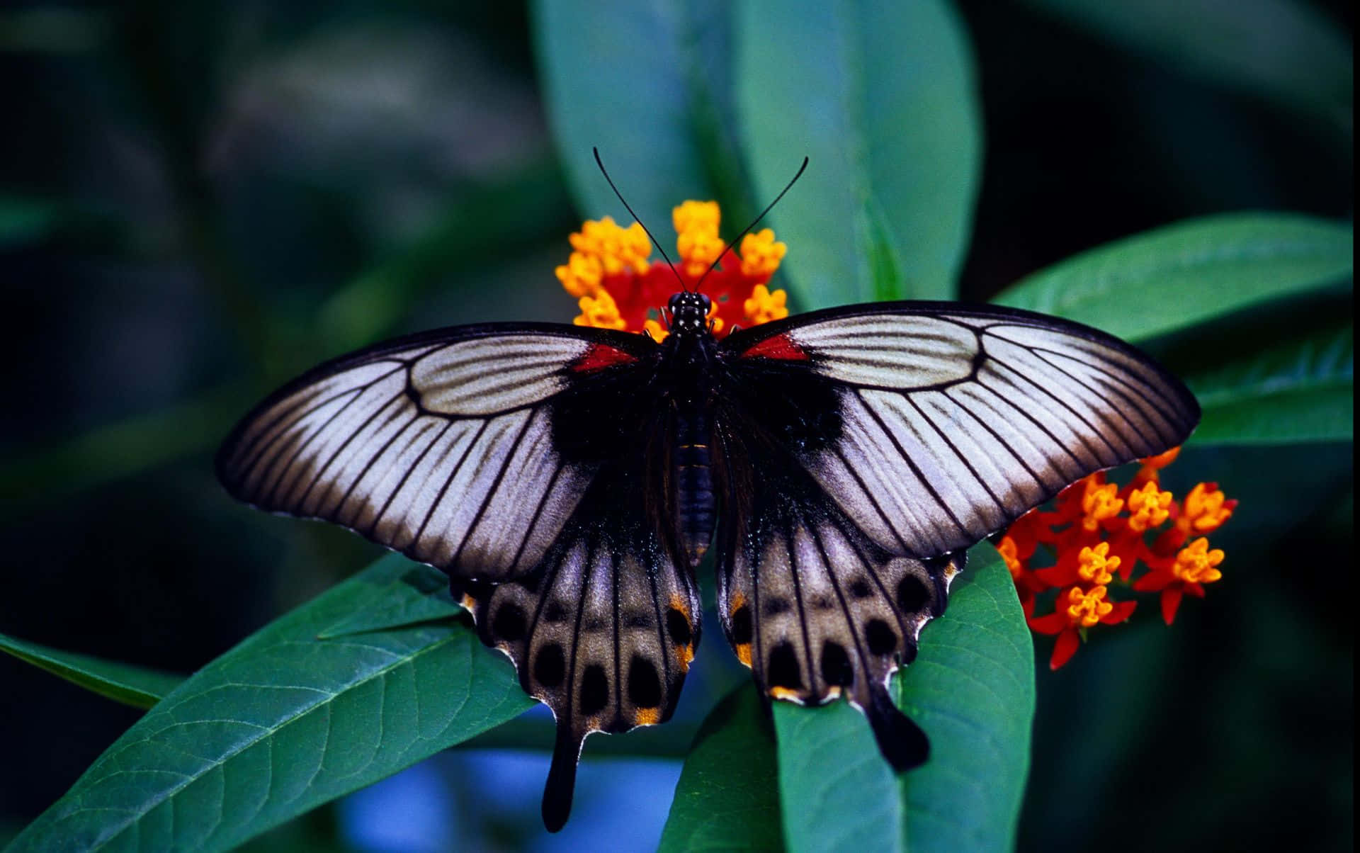 butterfly species, black and white butterfly, red accents, Full HD Desktop Wallpaper