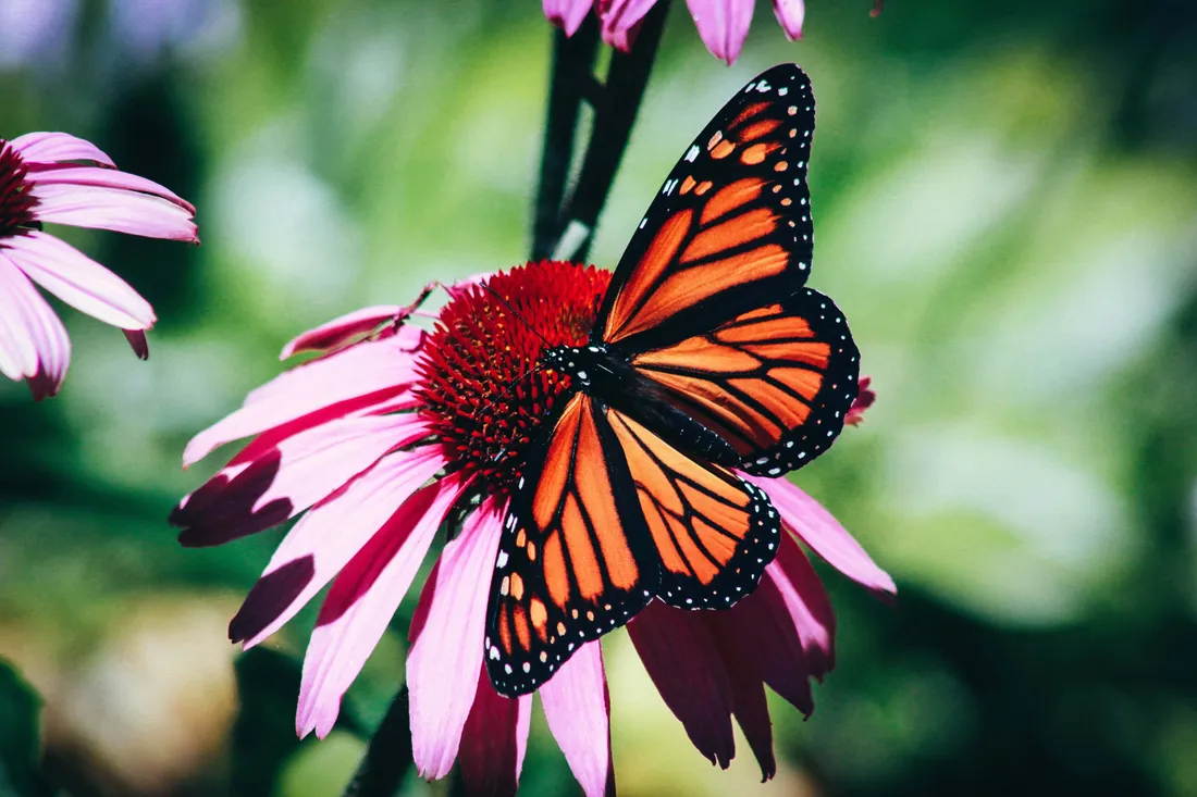 Butterfly Watching