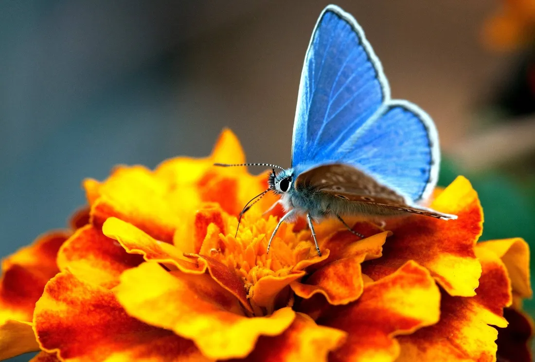 Butterfly Weed