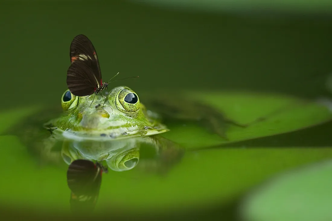 Butterfly Zoo