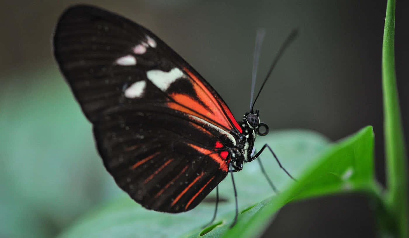 Butterfly Zoo, black butterfly, fiery red and white markings, HD Desktop Wallpaper