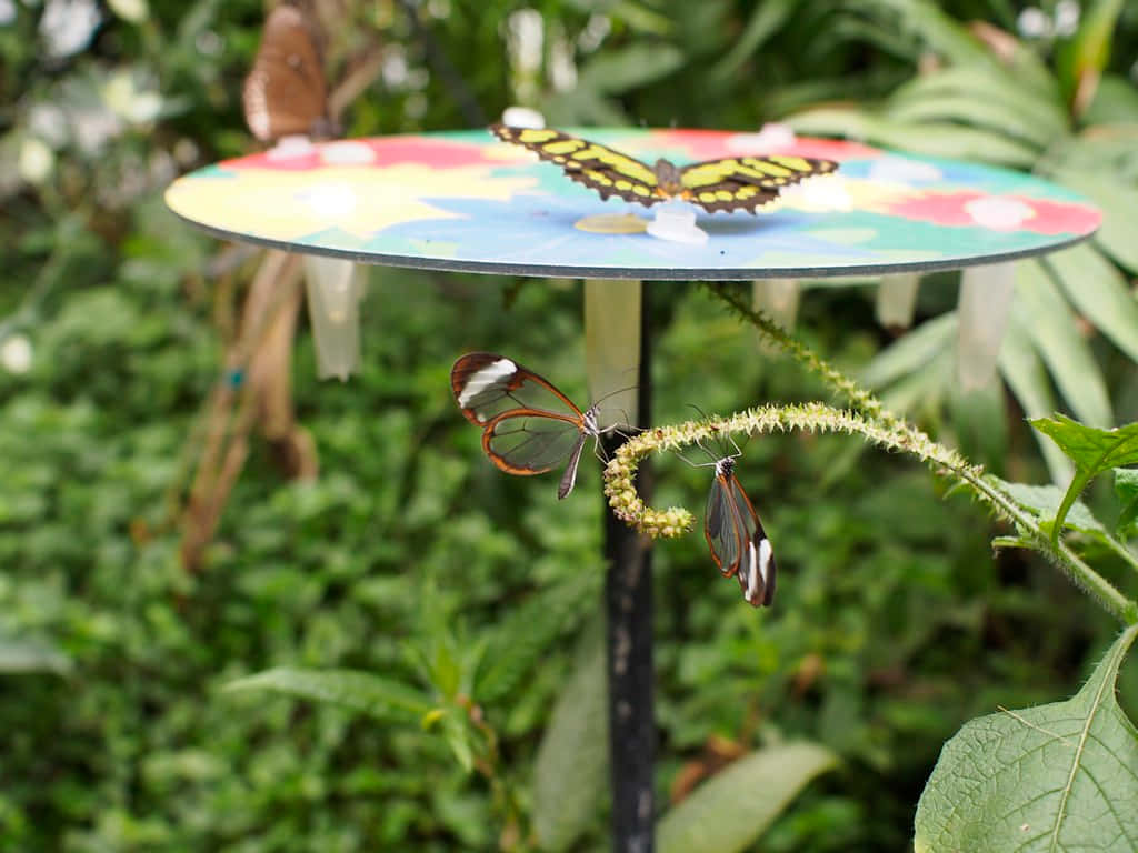 Butterfly Zoo, colorful disc, spiky plant stem, SD Desktop Wallpaper