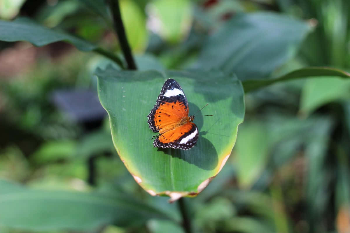 Butterfly Zoo, orange and black butterfly, white accents, SD Desktop Wallpaper