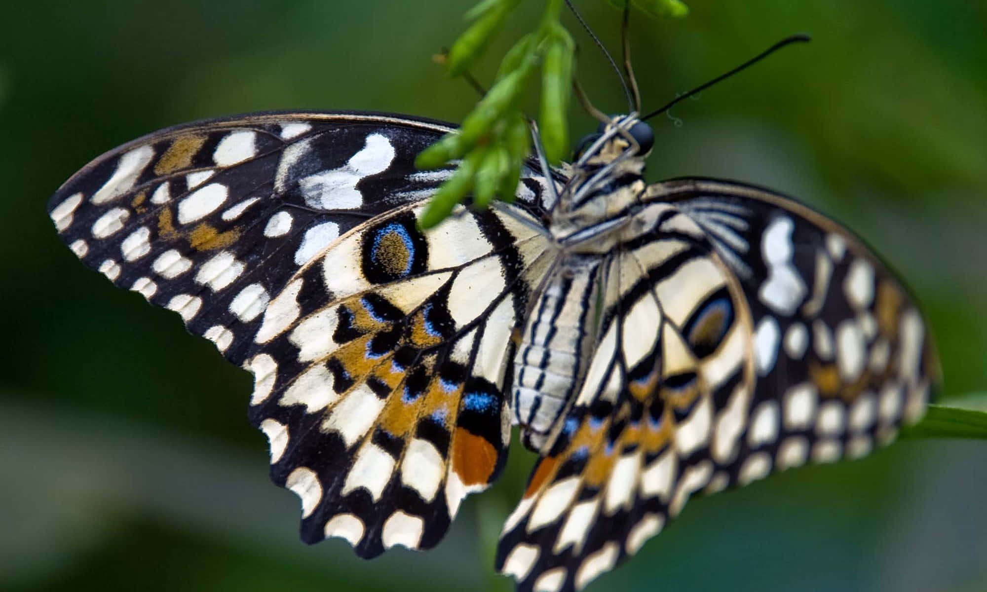 Butterfly Zoo, black white and orange butterfly, blue eyespots, Full HD Desktop Wallpaper