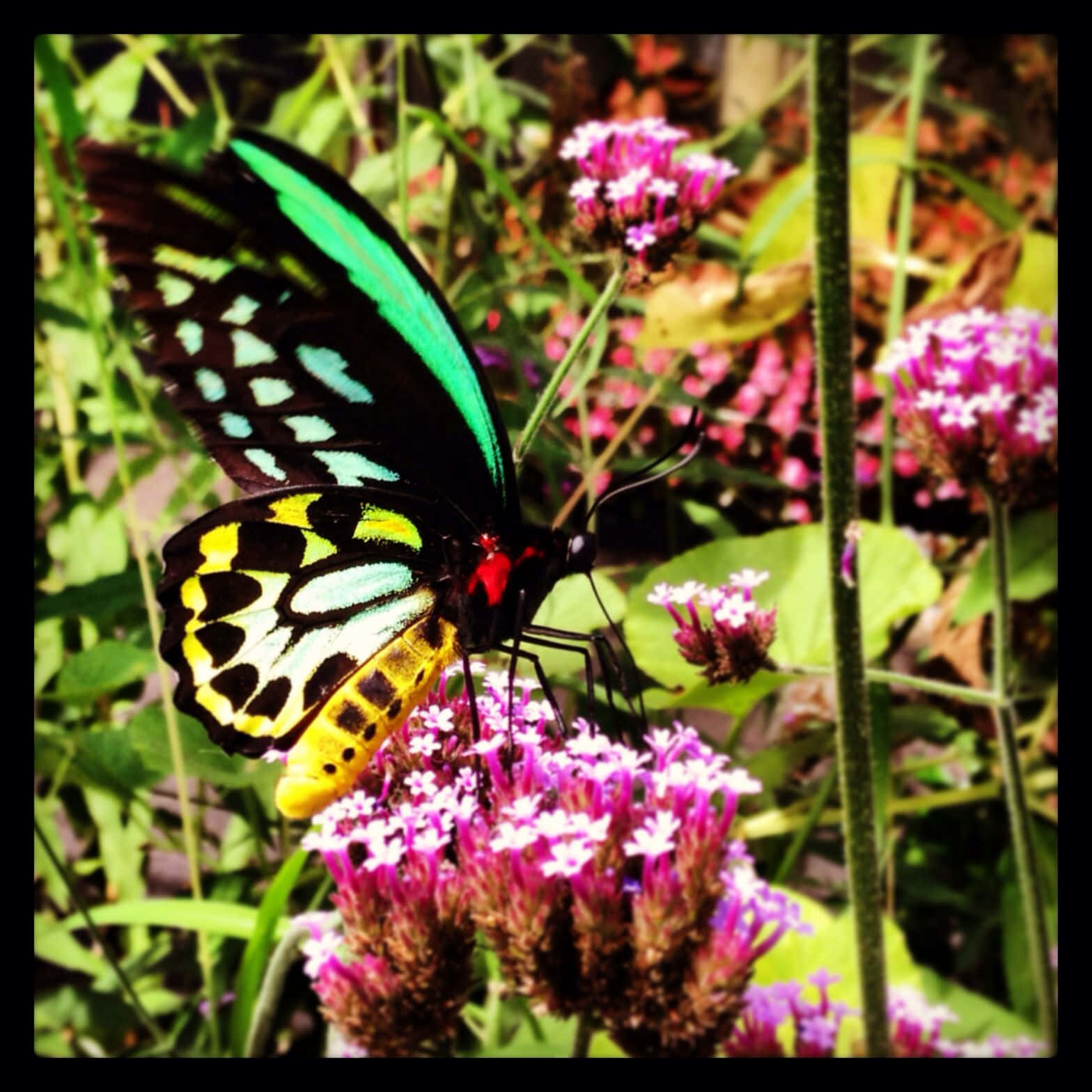 Butterfly Zoo, iridescent green blue and yellow wings, purple flowers, HD Desktop Wallpaper