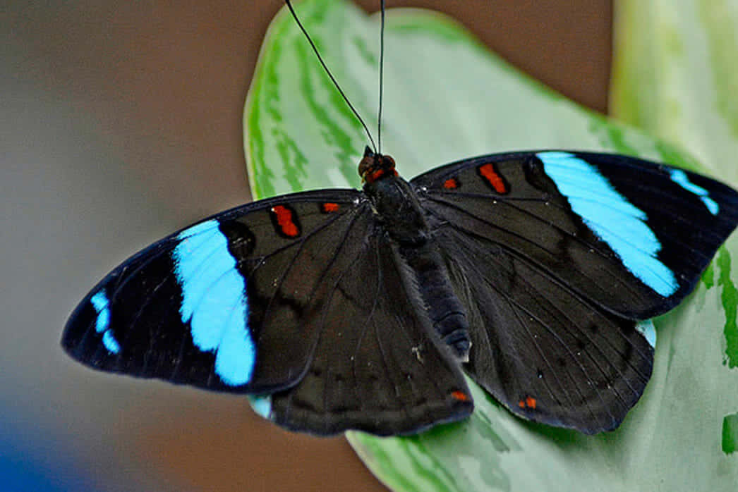 butterfly zoo, black butterfly, vibrant blue wings, SD Desktop Wallpaper
