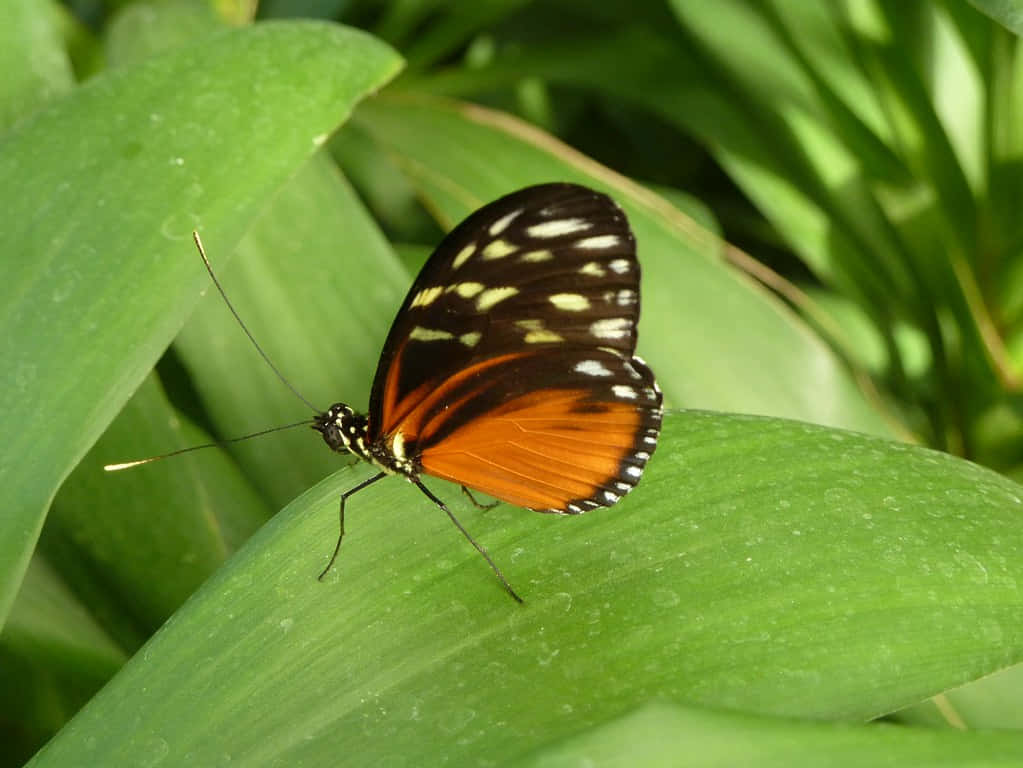 Butterfly Zoo, orange, black, SD Desktop Wallpaper