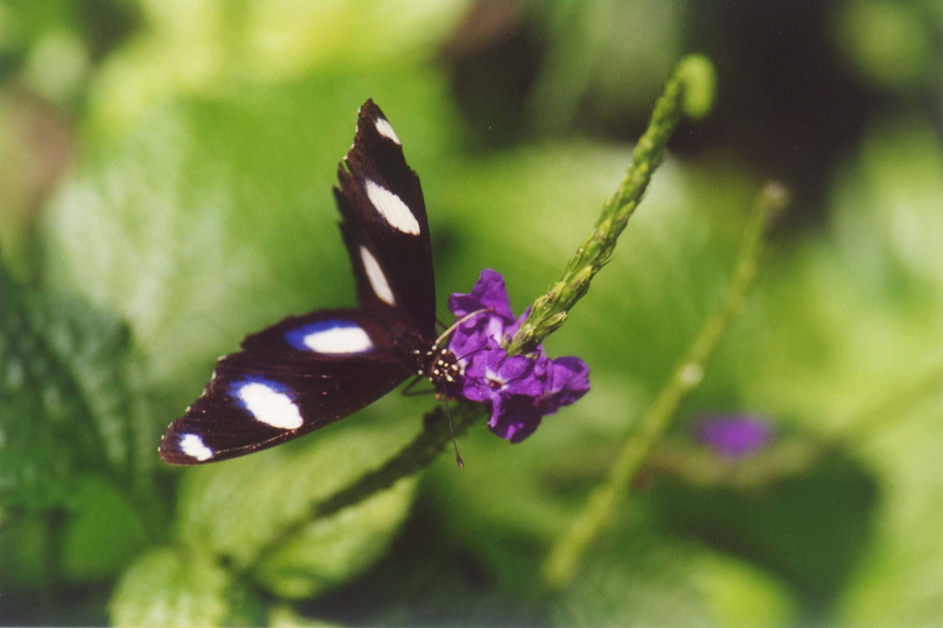 Butterfly Zoo, black butterfly, white spots, 2K Desktop Wallpaper