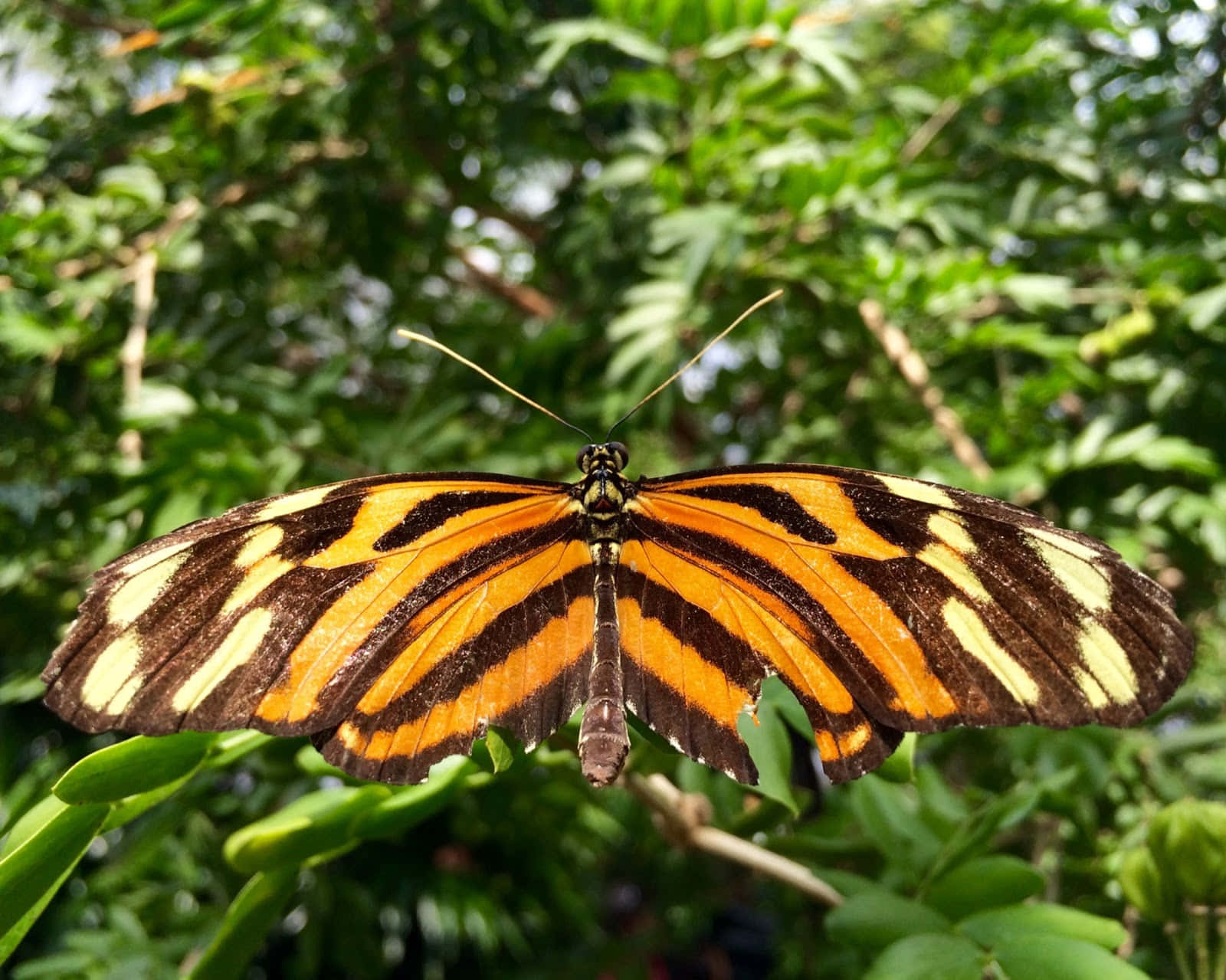 Butterfly Zoo, tiger butterfly, orange and black, HD Desktop Wallpaper