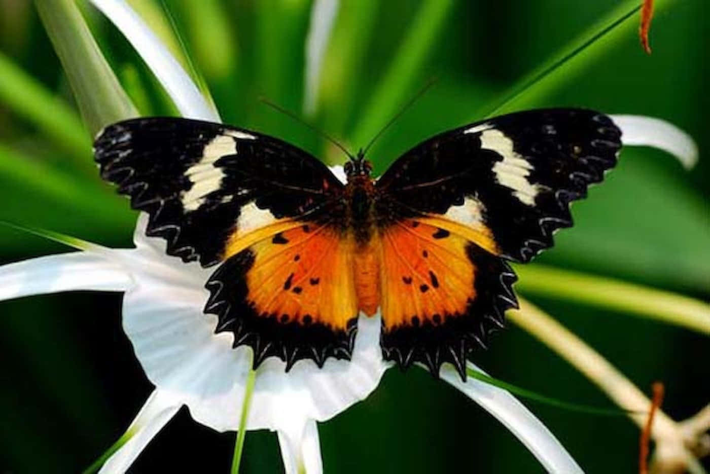 Butterfly Zoo, black orange and white butterfly, white flower, HD Desktop Wallpaper