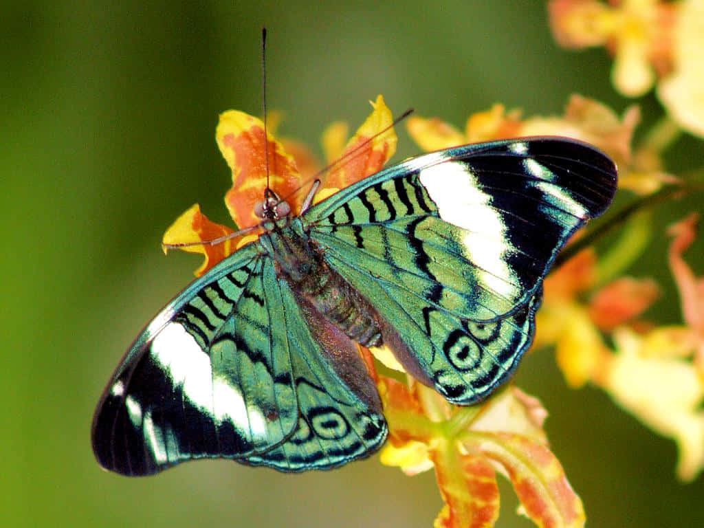 Butterfly Zoo, vibrant green, black, SD Desktop Wallpaper