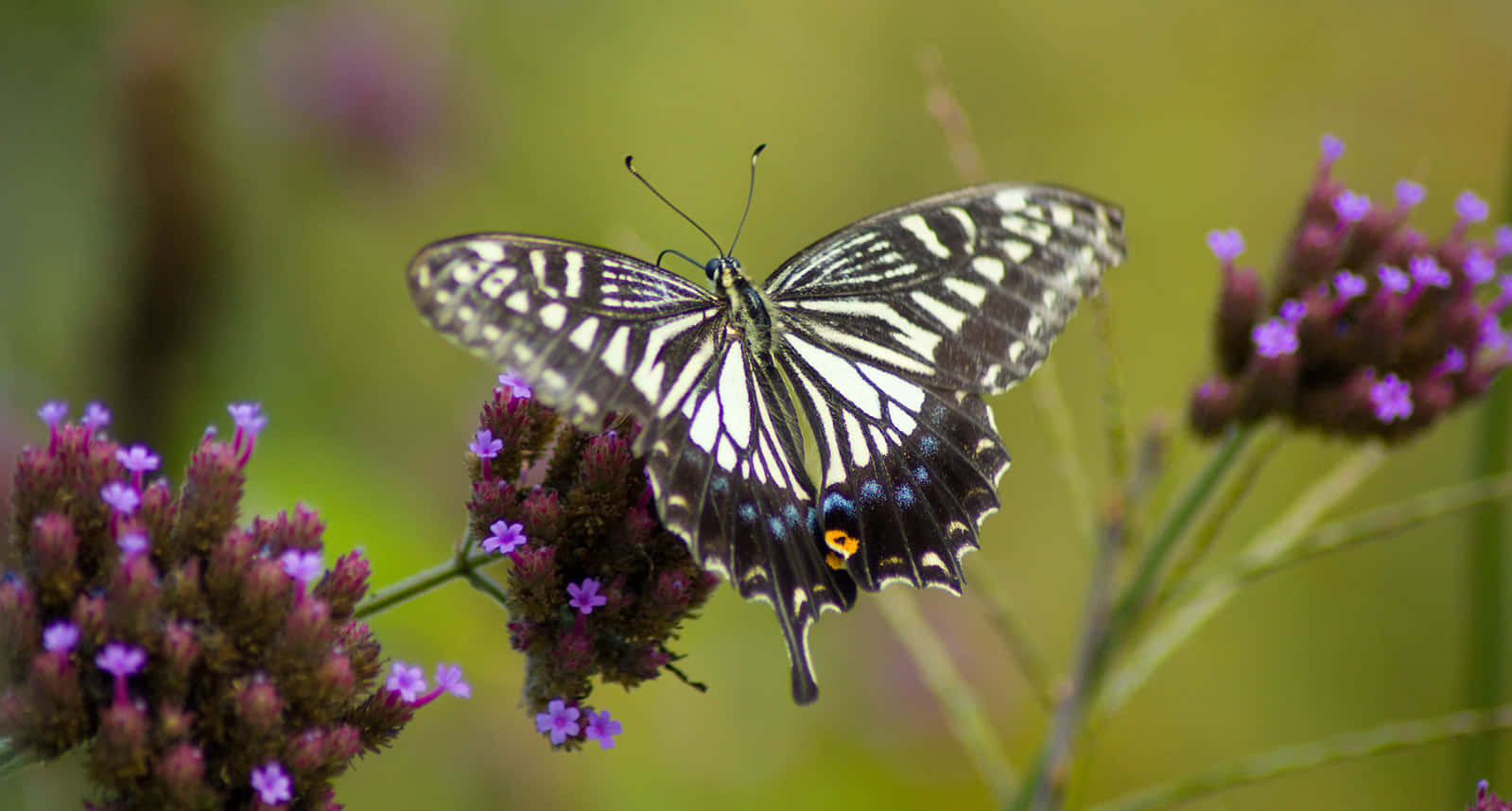 butterfly zoo, black and white butterfly, blue and orange spots, HD Desktop Wallpaper