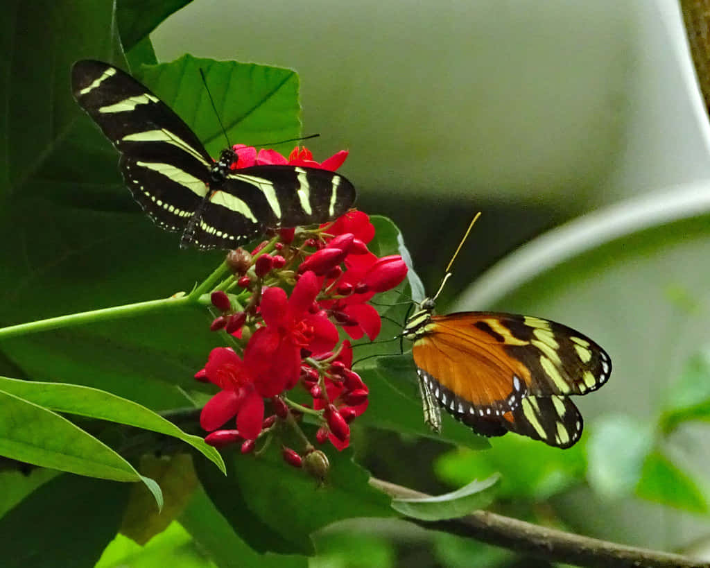 Butterfly Zoo, black yellow and orange wings, bright red flowers, SD Desktop Wallpaper