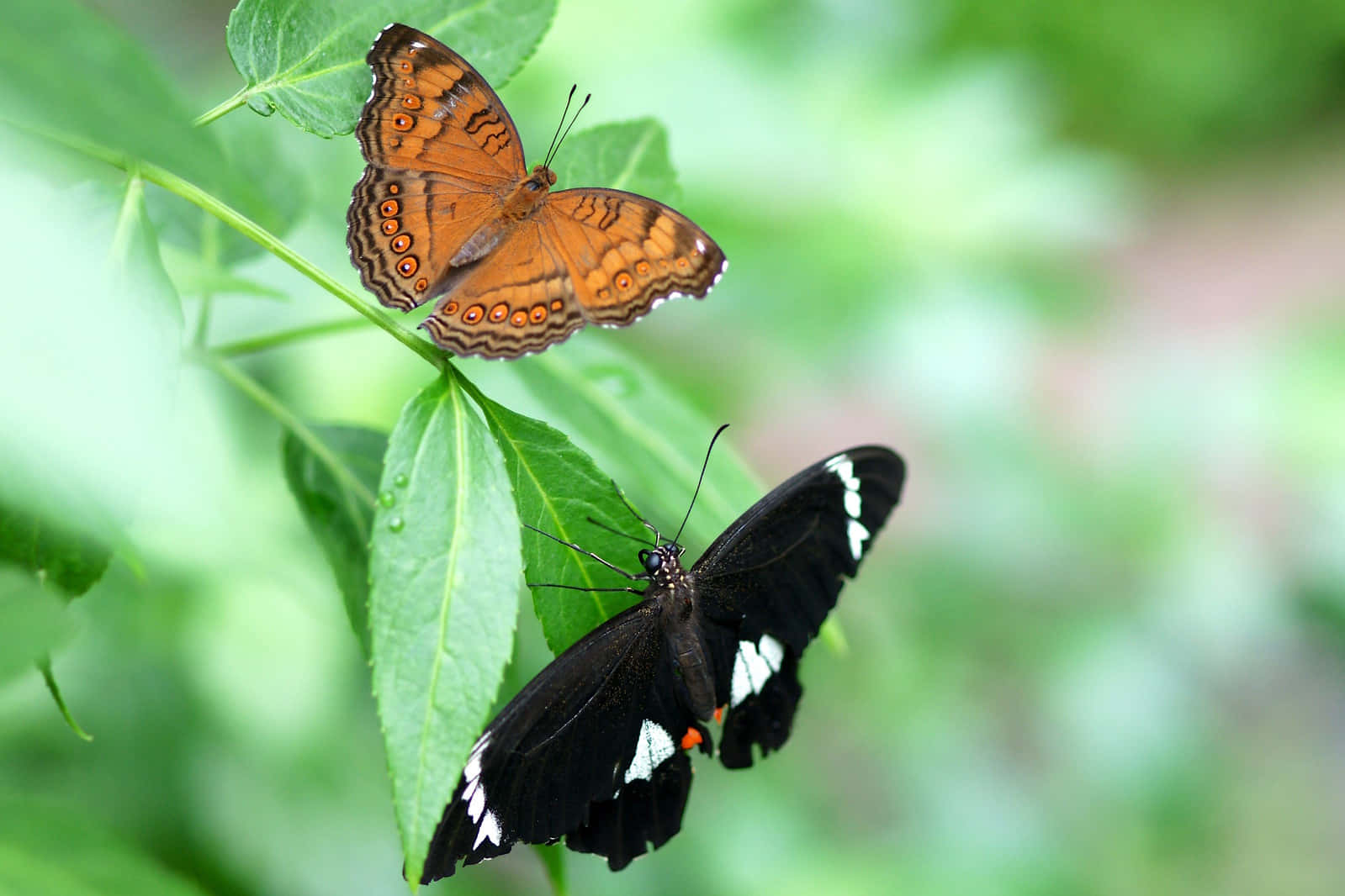 Butterfly Zoo, orange with eye spots, black with white markings, HD Desktop Wallpaper