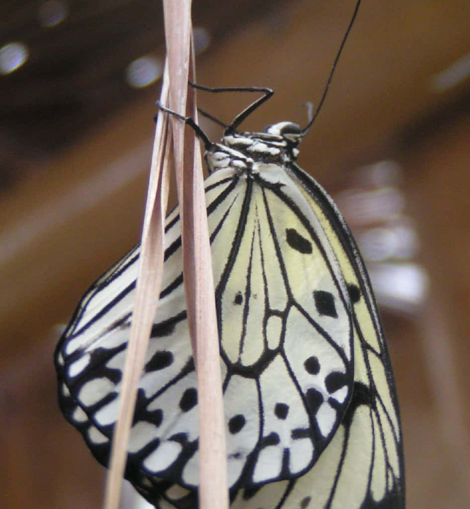 Butterfly Zoo, black and white patterned wings, thin brown stem, SD Phone Wallpaper