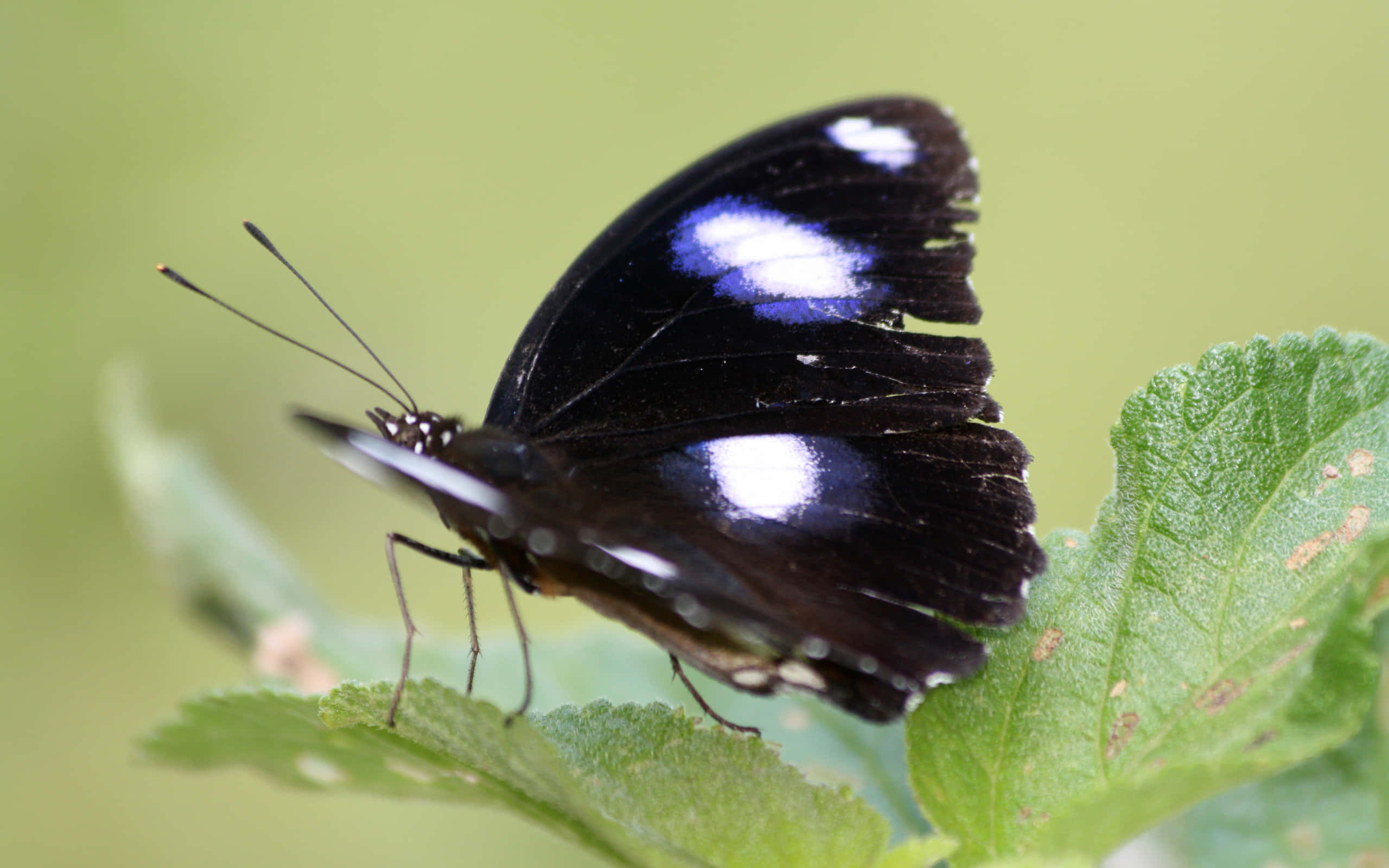 Butterfly Zoo, black butterfly, iridescent blue spots, 2K Desktop Wallpaper