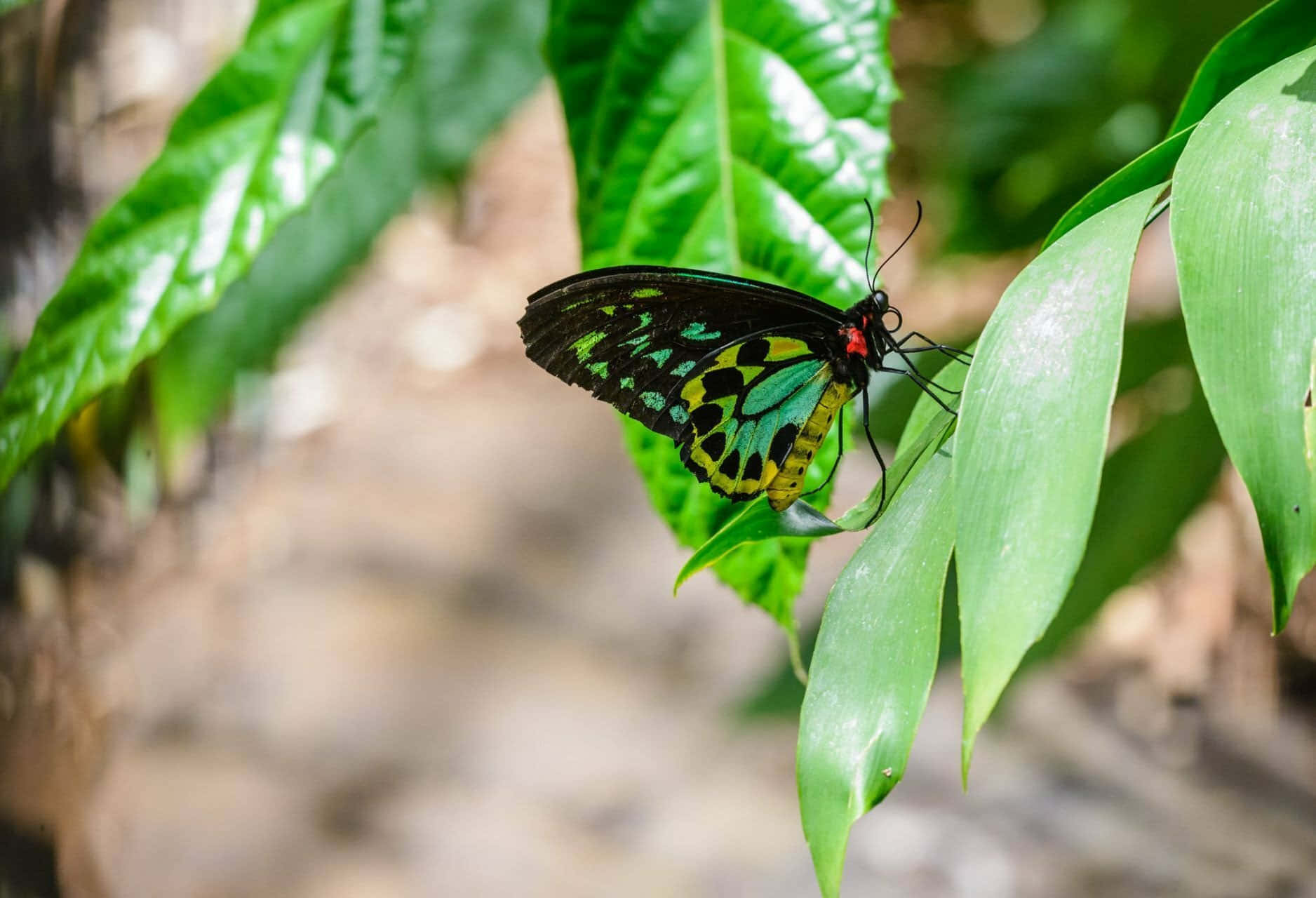 Butterfly Zoo, black wings, yellow, HD Desktop Wallpaper