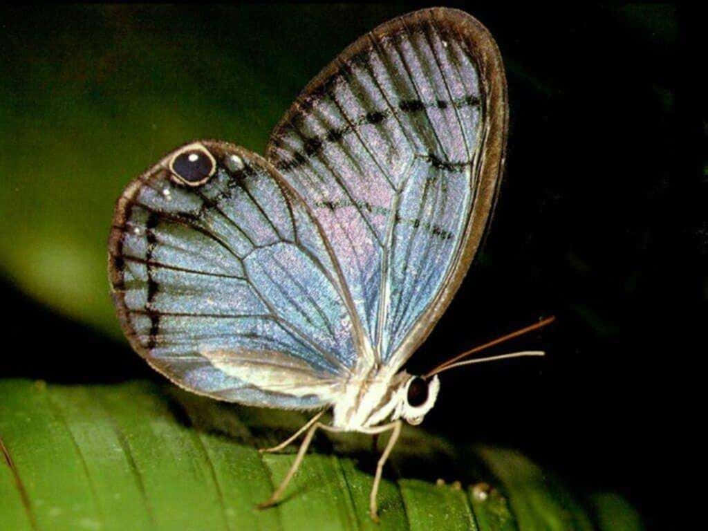 Butterfly Zoo, blue butterfly, black veining, SD Desktop Wallpaper